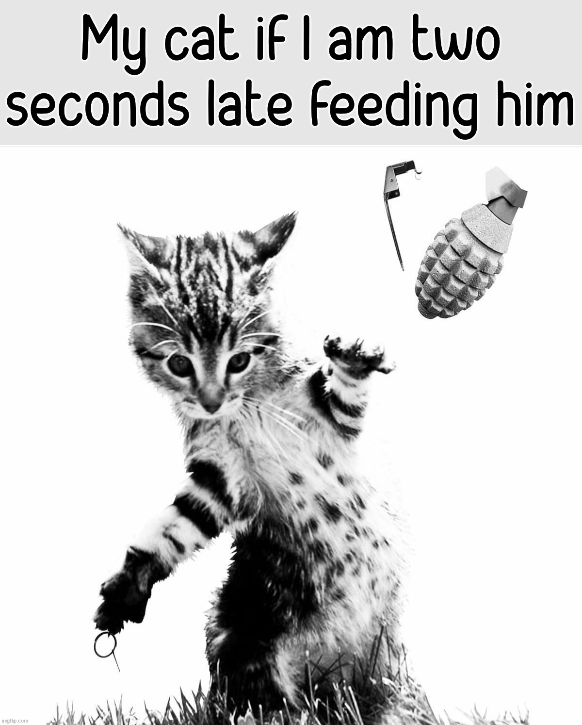 My cat if I am two seconds late feeding him | image tagged in cats | made w/ Imgflip meme maker