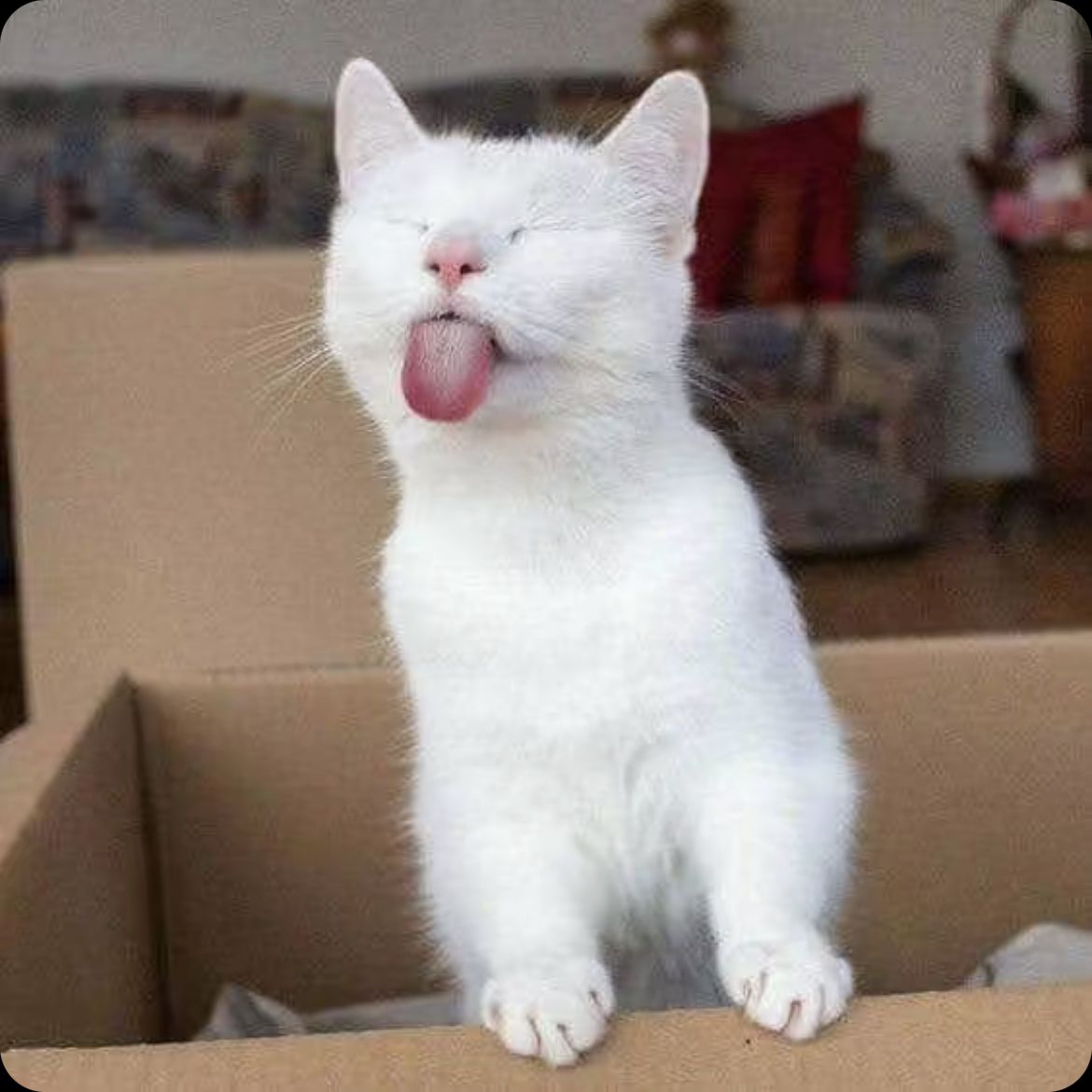 High Quality A cat that pulls his tongue Blank Meme Template