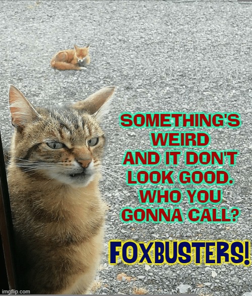 I don't think that my cat likes foxes. | SOMETHING'S
WEIRD
AND IT DON'T
LOOK GOOD.
WHO YOU
GONNA CALL? FOXBUSTERS! | image tagged in vince vance,cats,foxes,fox,memes,ghostbusters | made w/ Imgflip meme maker