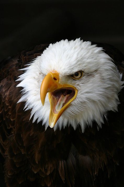 High Quality eagle Blank Meme Template