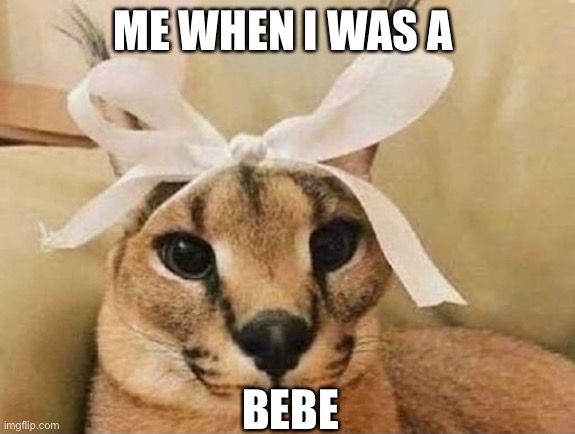 Bebe ?? | ME WHEN I WAS A; BEBE | image tagged in big floppa bow | made w/ Imgflip meme maker