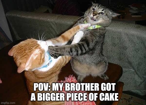 Two cats fighting for real | POV: MY BROTHER GOT A BIGGER PIECE OF CAKE | image tagged in two cats fighting for real | made w/ Imgflip meme maker