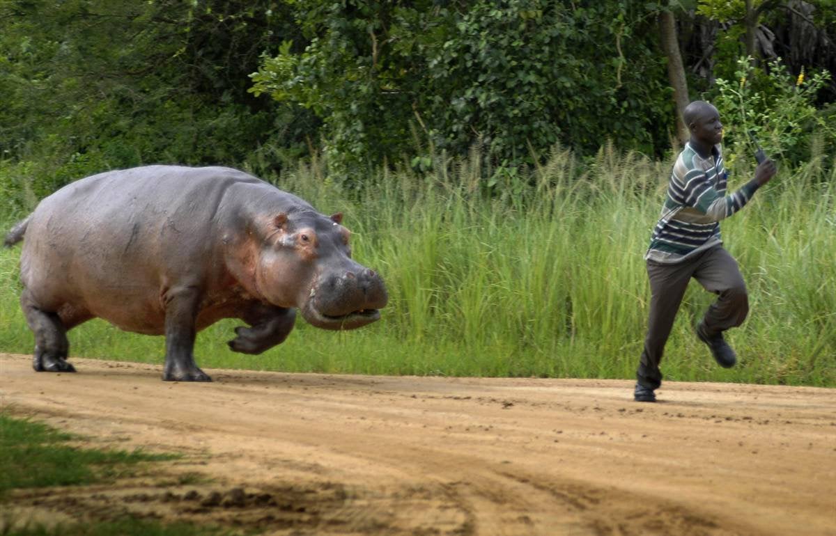hippo chase Blank Meme Template