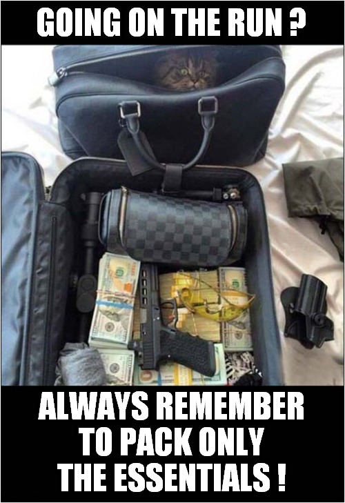 The Quick Getaway ! | GOING ON THE RUN ? ALWAYS REMEMBER TO PACK ONLY THE ESSENTIALS ! | image tagged in cats,escape,packing | made w/ Imgflip meme maker