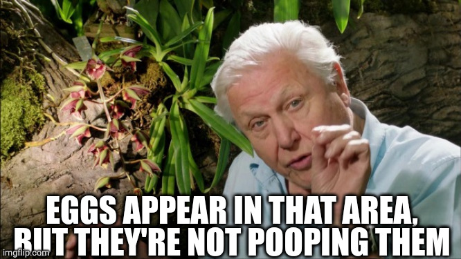 David Attenborough | EGGS APPEAR IN THAT AREA, BUT THEY'RE NOT POOPING THEM | image tagged in david attenborough | made w/ Imgflip meme maker