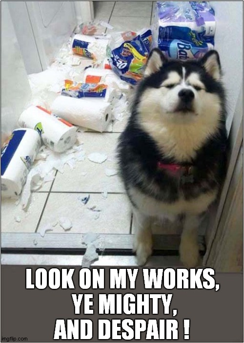 This Husky Is Definitely A Fan Of The Poet Shelley ! | LOOK ON MY WORKS,
 YE MIGHTY,
AND DESPAIR ! | image tagged in dogs,shelley,poetry,destruction | made w/ Imgflip meme maker