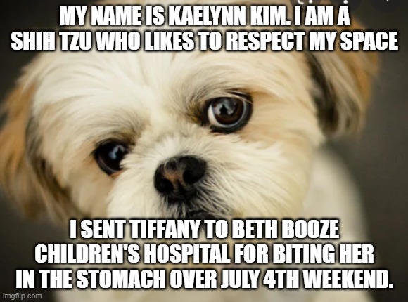 Kaelynn Kim the Shih Tzu's story | MY NAME IS KAELYNN KIM. I AM A SHIH TZU WHO LIKES TO RESPECT MY SPACE; I SENT TIFFANY TO BETH BOOZE CHILDREN'S HOSPITAL FOR BITING HER IN THE STOMACH OVER JULY 4TH WEEKEND. | image tagged in dog | made w/ Imgflip meme maker