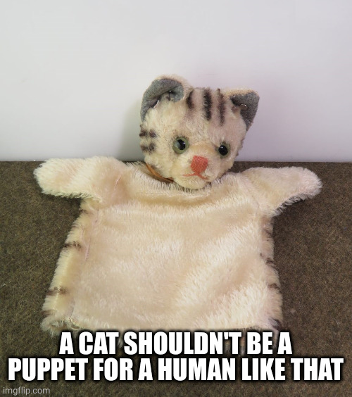 Cat Kitten Hand Sock Puppet | A CAT SHOULDN'T BE A PUPPET FOR A HUMAN LIKE THAT | image tagged in cat kitten hand sock puppet | made w/ Imgflip meme maker