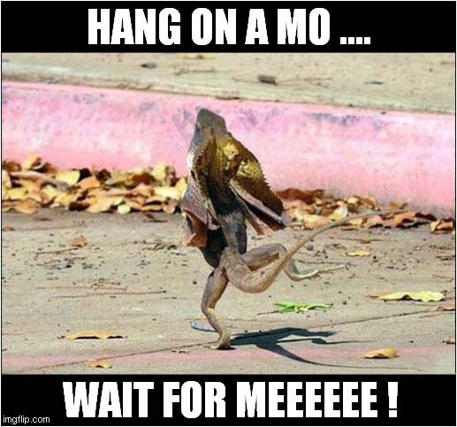 Left Your Lizard Behind ? | HANG ON A MO .... WAIT FOR MEEEEEE ! | image tagged in fun,lizard,left behind | made w/ Imgflip meme maker