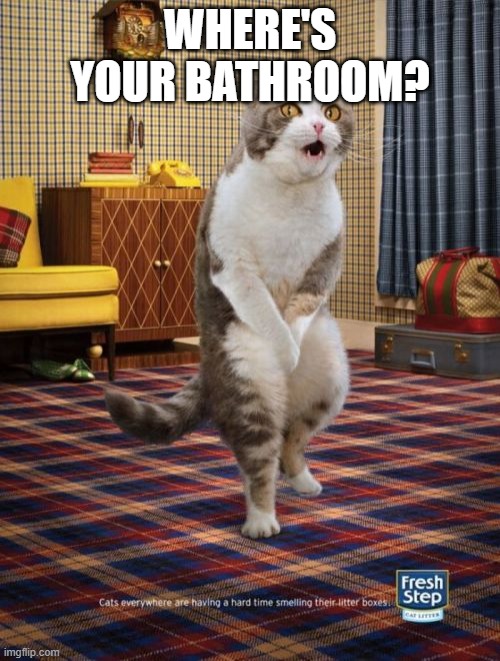 Gotta Go Cat |  WHERE'S YOUR BATHROOM? | image tagged in memes,gotta go cat | made w/ Imgflip meme maker