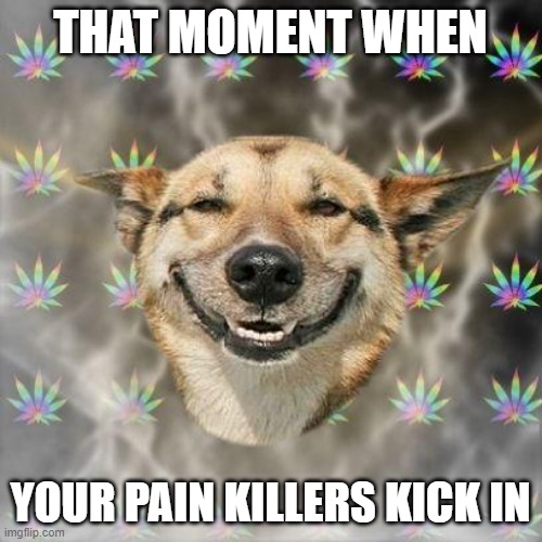 Stoner Dog | THAT MOMENT WHEN YOUR PAIN KILLERS KICK IN | image tagged in stoner dog | made w/ Imgflip meme maker