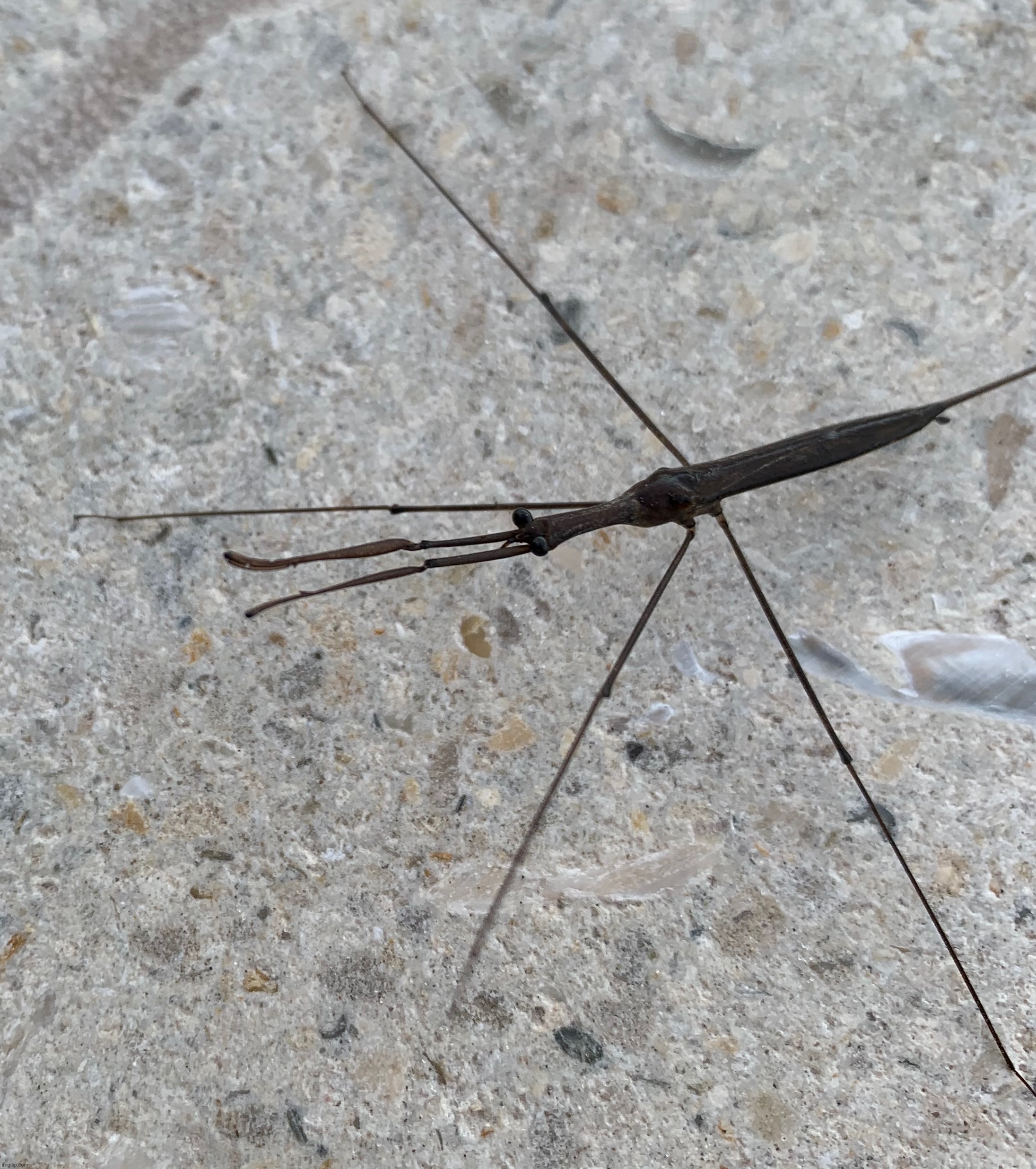Giant water bug/water stick insect | image tagged in bugs | made w/ Imgflip meme maker