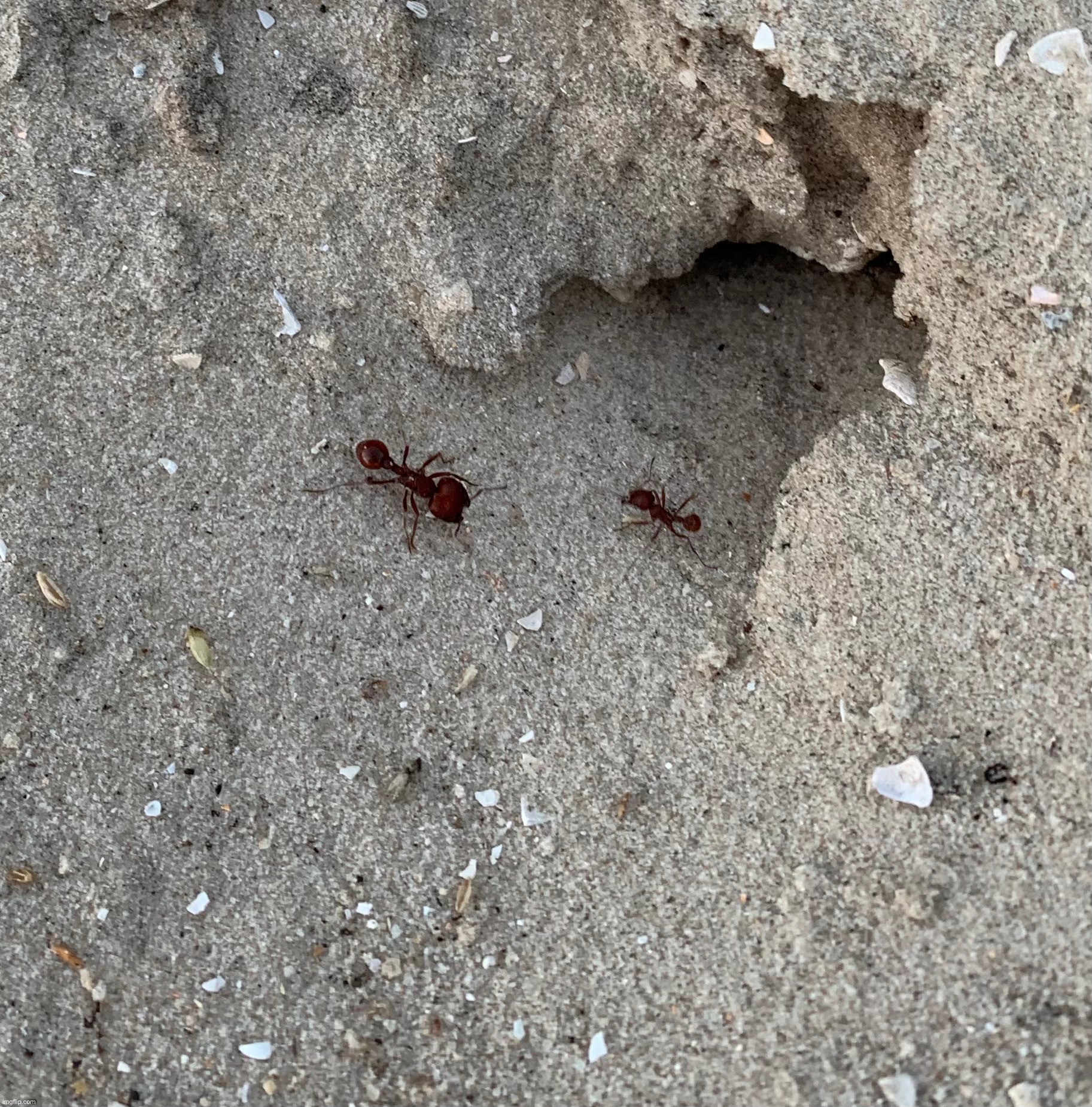 Florida harvester ants  | made w/ Imgflip meme maker