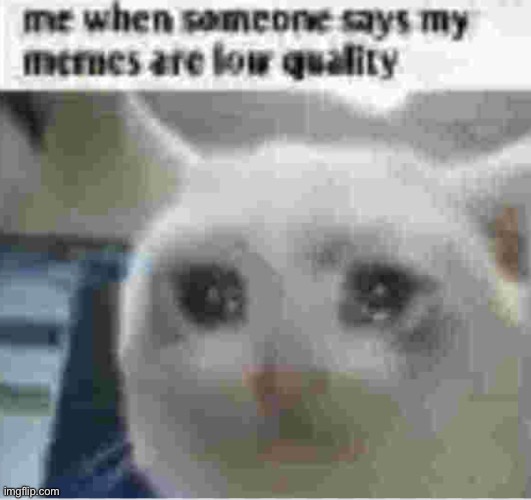 I’m trying my best guys | image tagged in cat | made w/ Imgflip meme maker