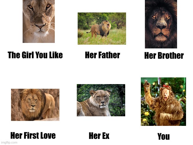 That one lion u like | image tagged in the girl you like | made w/ Imgflip meme maker