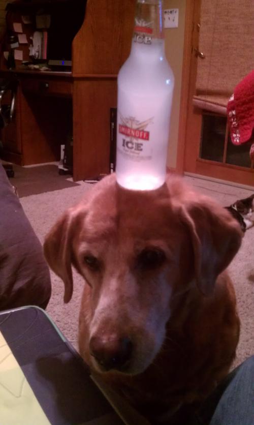 image tagged in funny,dogs,animals