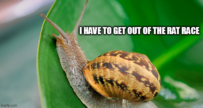 Snail | I HAVE TO GET OUT OF THE RAT RACE | image tagged in snail | made w/ Imgflip meme maker