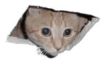 Australian cat png Blank Meme Template