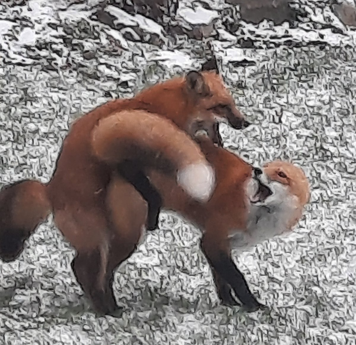 Humping Foxes Blank Meme Template