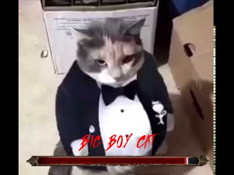 BIG BOY CAT Blank Meme Template