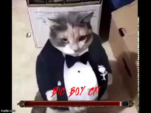 BIG BOY CAT | image tagged in big boy cat | made w/ Imgflip meme maker