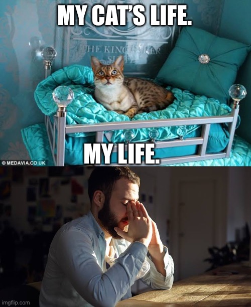 Lives | MY CAT’S LIFE. MY LIFE. | image tagged in life | made w/ Imgflip meme maker