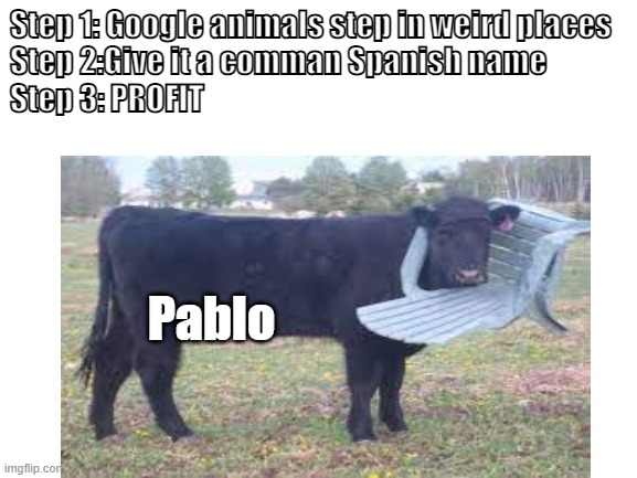 Profit in 3 easy steps | Step 1: Google animals step in weird places
Step 2:Give it a comman Spanish name
Step 3: PROFIT; Pablo | image tagged in memes | made w/ Imgflip meme maker