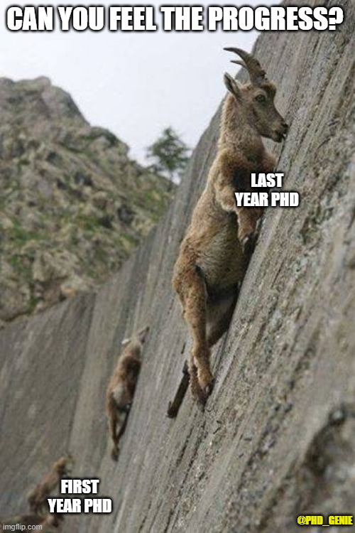 can you feel the progress? | CAN YOU FEEL THE PROGRESS? LAST YEAR PHD; FIRST YEAR PHD; @PHD_GENIE | image tagged in mountain goats | made w/ Imgflip meme maker