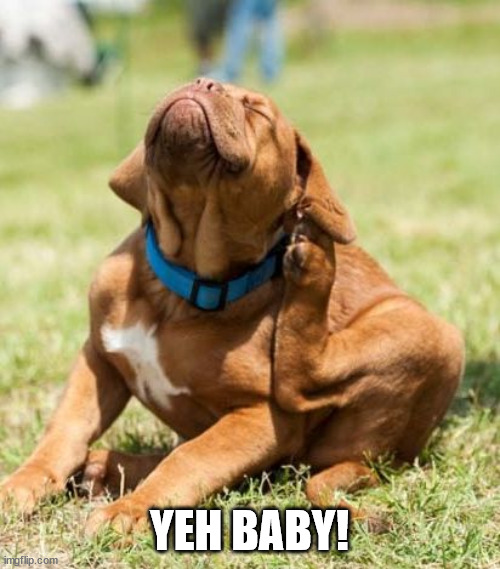 scratching dog | YEH BABY! | image tagged in scratching dog | made w/ Imgflip meme maker