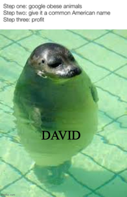  DAVID | image tagged in obese,memes,funny,usa,animals,seals | made w/ Imgflip meme maker