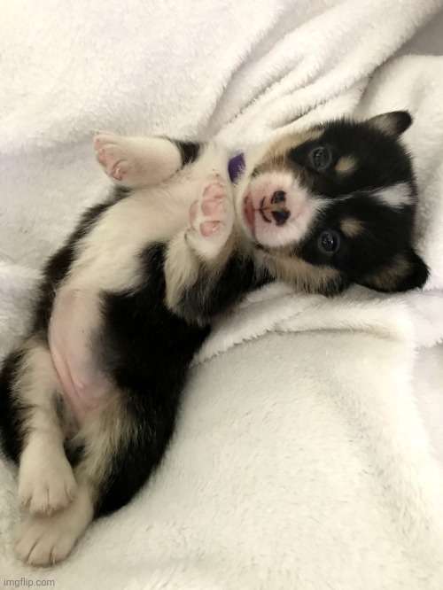 This is foxy my corgi puppy from last year we breed corgis | image tagged in my puppy | made w/ Imgflip meme maker