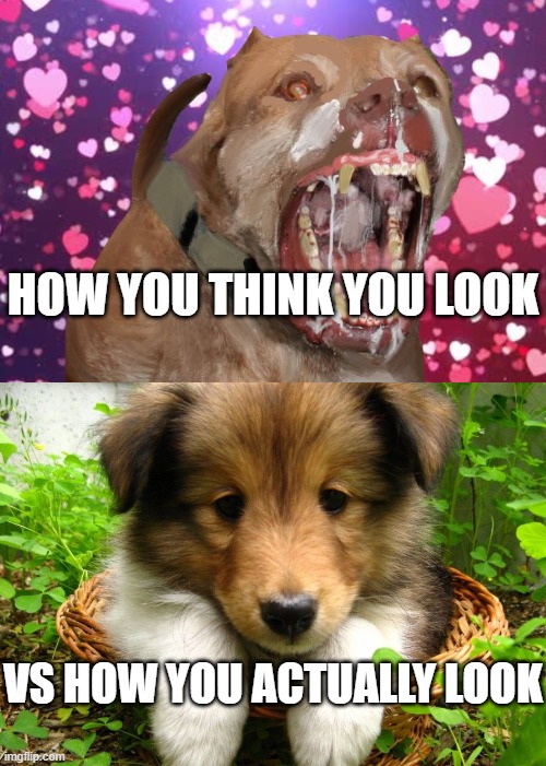 id boop the life outa you | HOW YOU THINK YOU LOOK; VS HOW YOU ACTUALLY LOOK | image tagged in wholesome,doge | made w/ Imgflip meme maker