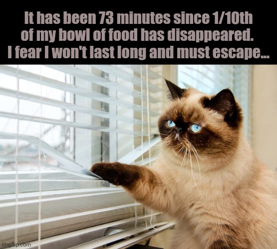 Who else has had a cat like this... | It has been 73 minutes since 1/10th of my bowl of food has disappeared.  I fear I won't last long and must escape... | image tagged in funny cats,cats,sad cat | made w/ Imgflip meme maker
