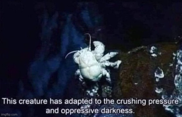 This creature has adapted to the crushing pressure | image tagged in this creature has adapted to the crushing pressure | made w/ Imgflip meme maker