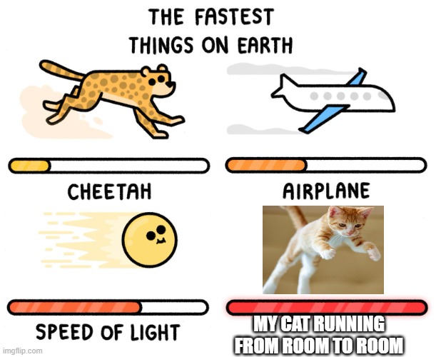 Fastest thing on earth | MY CAT RUNNING FROM ROOM TO ROOM | image tagged in fastest thing on earth | made w/ Imgflip meme maker