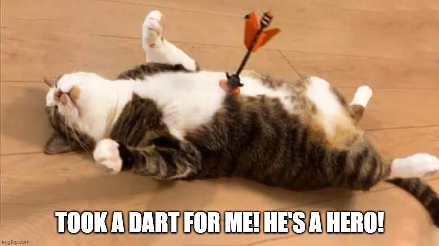 Shot | TOOK A DART FOR ME! HE'S A HERO! | image tagged in funny cat memes | made w/ Imgflip meme maker
