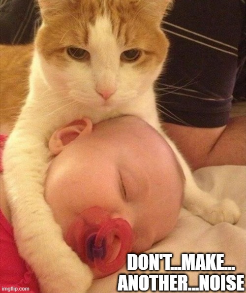 Strangehold | DON'T...MAKE...
ANOTHER...NOISE | image tagged in funny cat memes | made w/ Imgflip meme maker