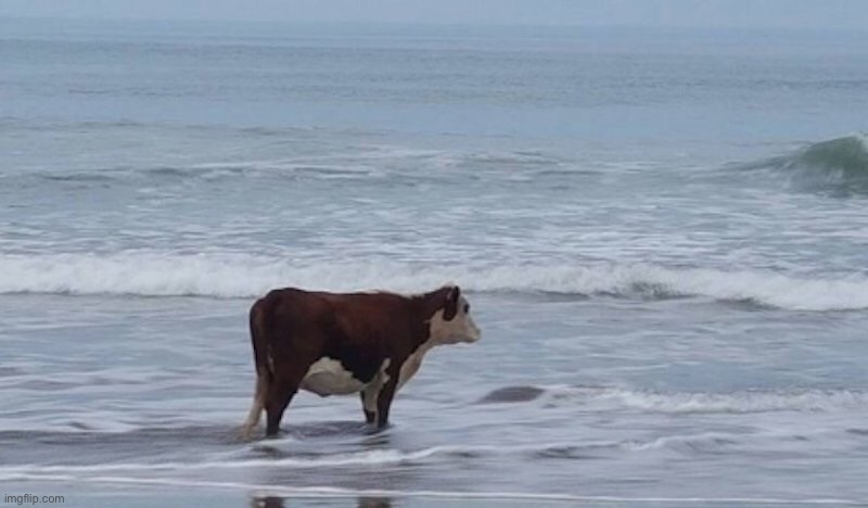 Cow gazing at ocean | image tagged in cow gazing at ocean | made w/ Imgflip meme maker