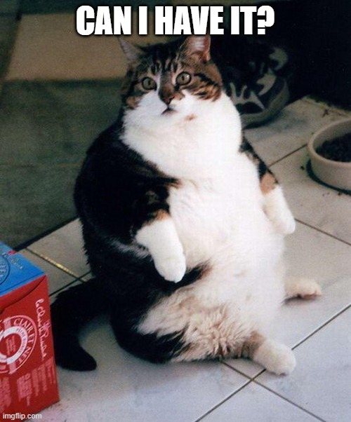 fat cat | CAN I HAVE IT? | image tagged in fat cat | made w/ Imgflip meme maker