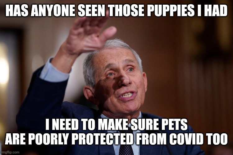 HAS ANYONE SEEN THOSE PUPPIES I HAD; I NEED TO MAKE SURE PETS ARE POORLY PROTECTED FROM COVID TOO | image tagged in politics | made w/ Imgflip meme maker