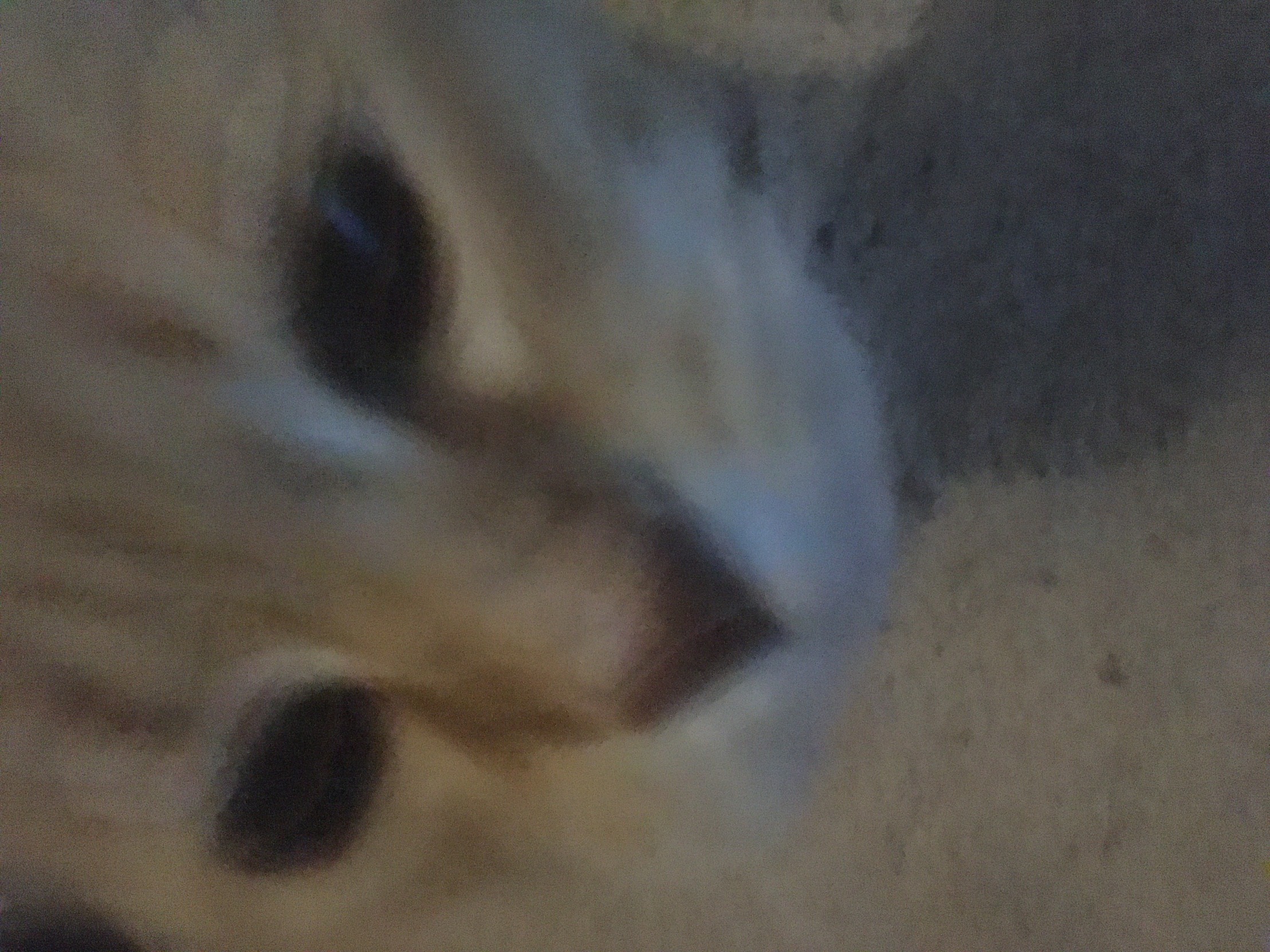 High Quality Face cat Blank Meme Template