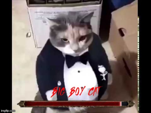 boss fight. | image tagged in big boy cat,boss fight,hehe,nice,cat,cats | made w/ Imgflip meme maker