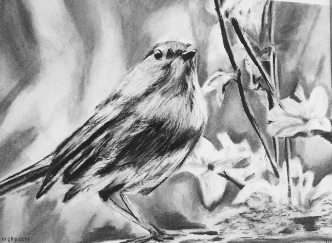 2h bird drawing with charcoal pencils | image tagged in drawing,drawings | made w/ Imgflip meme maker