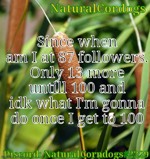 Since when am I at 87 followers. Only 13 more untill 100 and idk what I'm gonna do once I get to 100 | image tagged in naturalcordogs template | made w/ Imgflip meme maker