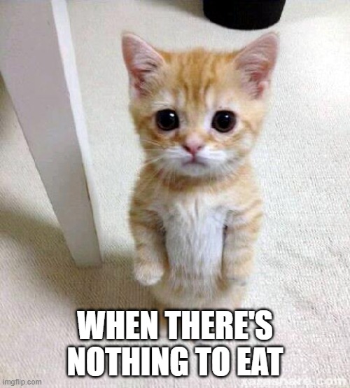 Cute Cat Meme | WHEN THERE'S NOTHING TO EAT | image tagged in memes,cute cat | made w/ Imgflip meme maker
