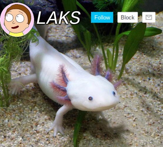 High Quality LAKS axolotl template Blank Meme Template
