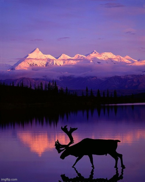 Denali National Park, Alaska | image tagged in unfunny,amazing,alaska | made w/ Imgflip meme maker