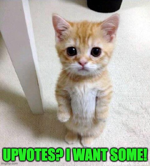 Cute Cat | UPVOTES? I WANT SOME! | image tagged in memes,cute cat | made w/ Imgflip meme maker