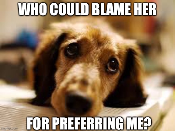 cute dog | WHO COULD BLAME HER FOR PREFERRING ME? | image tagged in cute dog | made w/ Imgflip meme maker