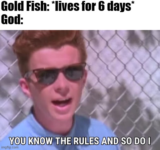 Haha BYE | Gold Fish: *lives for 6 days*
God: | image tagged in rick astley you know the rules,memes,why are you reading the tags,stop reading the tags,stop | made w/ Imgflip meme maker